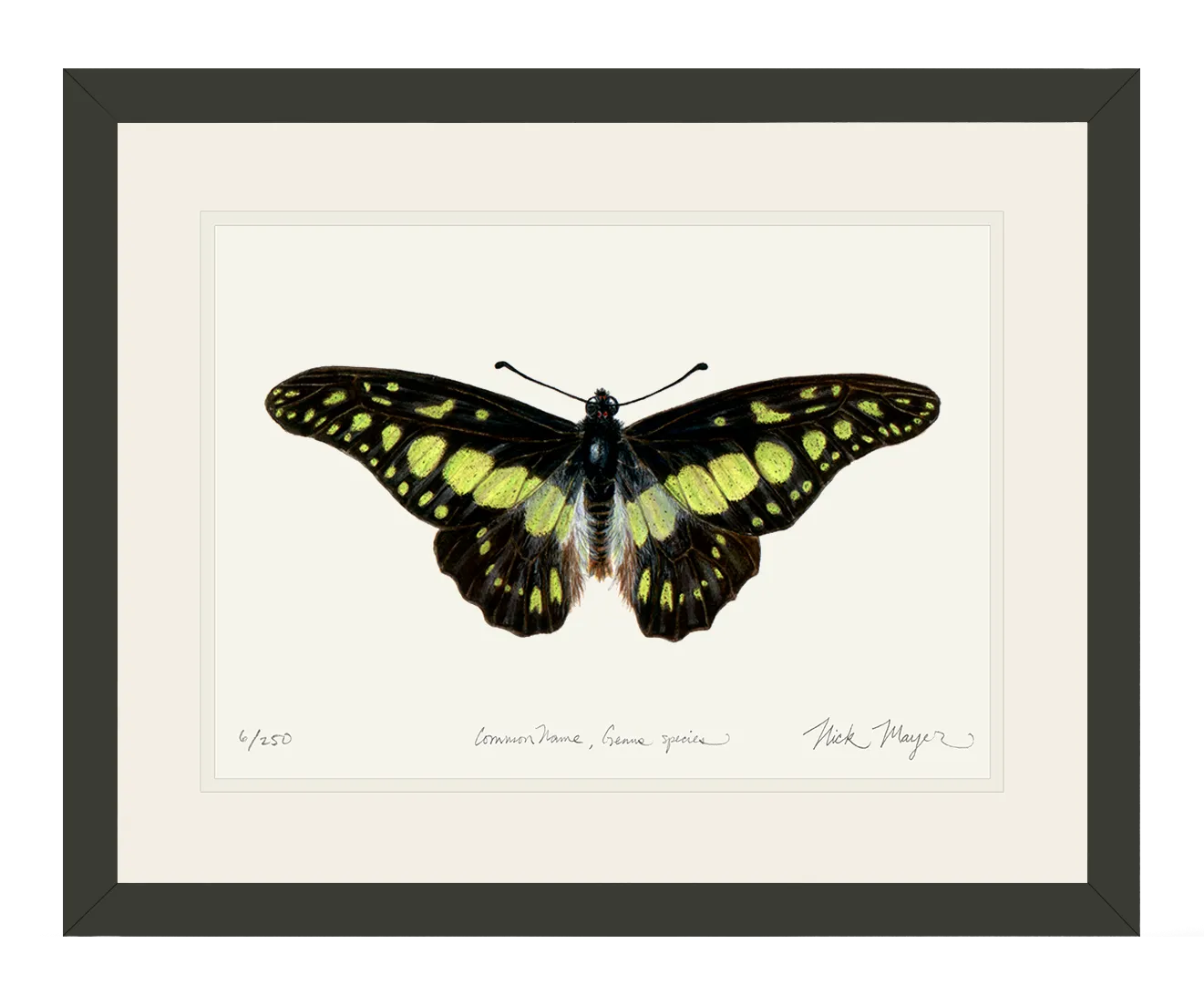 Electric Green Swordtail Butterfly Print