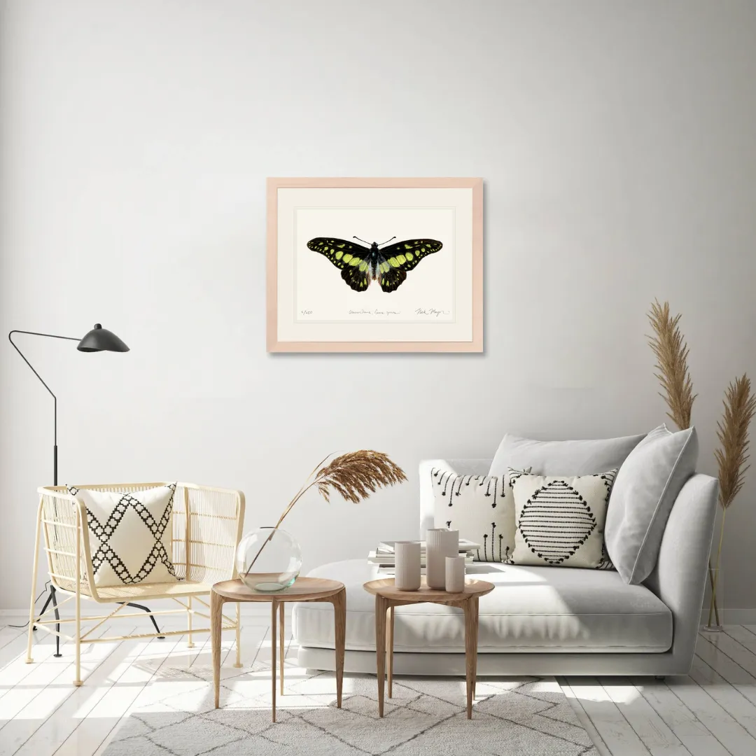 Electric Green Swordtail Butterfly Print