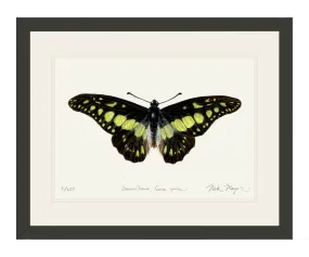 Electric Green Swordtail Butterfly Print