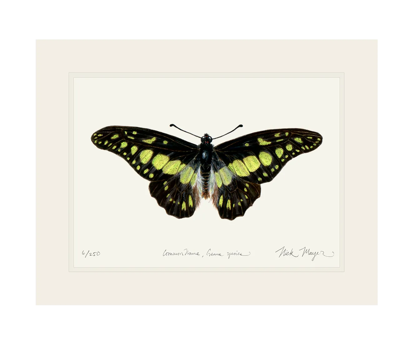 Electric Green Swordtail Butterfly Print