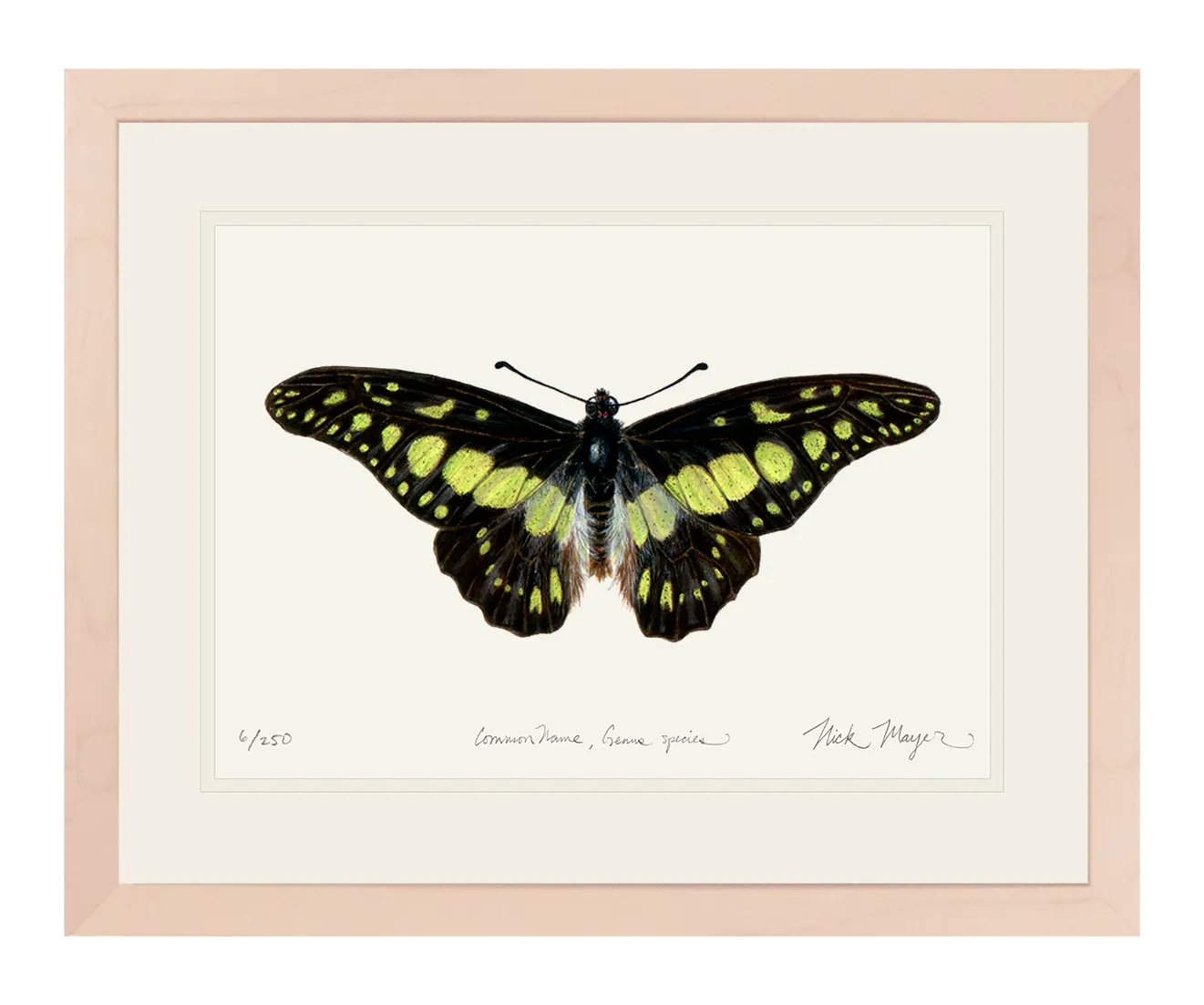 Electric Green Swordtail Butterfly Print