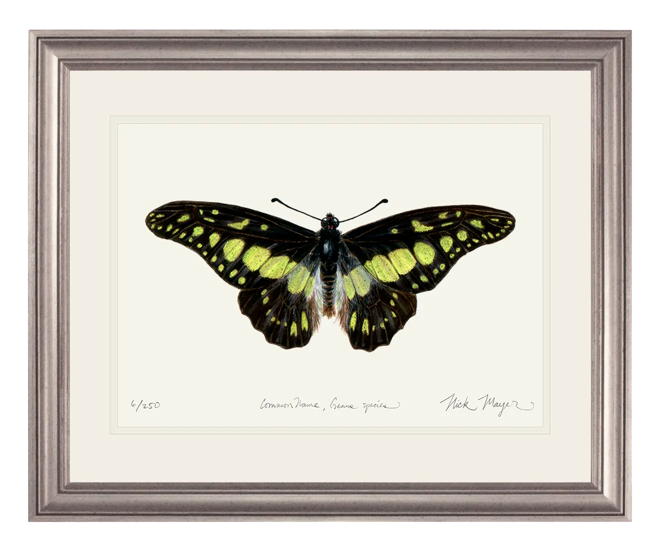 Electric Green Swordtail Butterfly Print