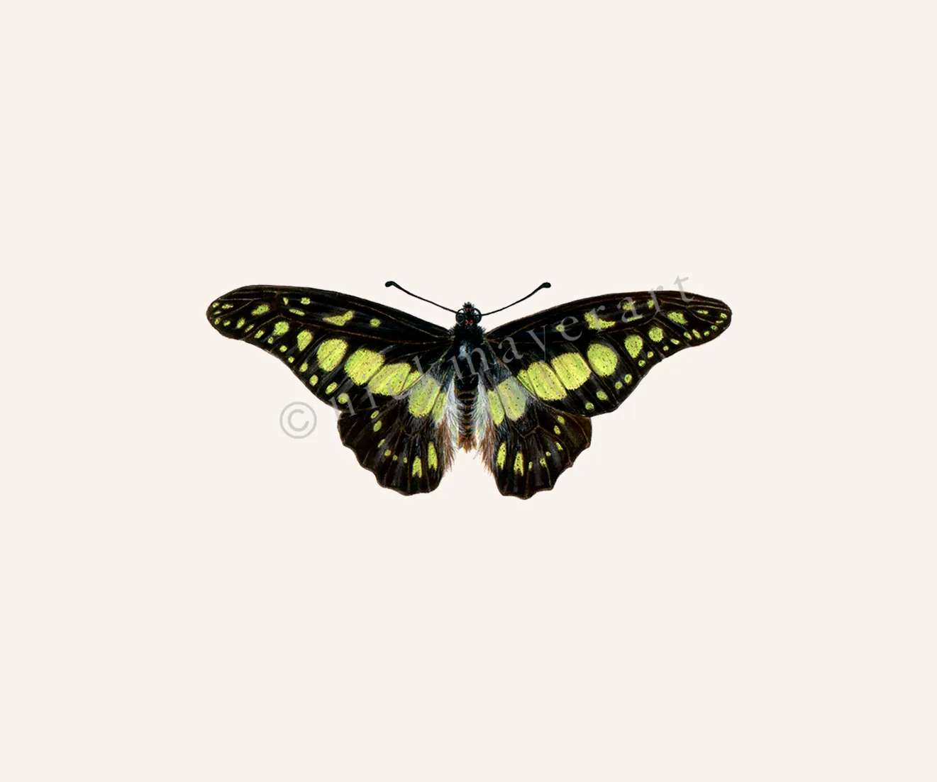 Electric Green Swordtail Butterfly Print